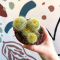 Parodia leninghausii - Golden Ball Cactus - Sprouts of Bristol