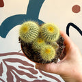 Parodia leninghausii - Golden Ball Cactus - Sprouts of Bristol