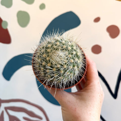 Parodia penicillata – Powder Puff Ball Cactus - Sprouts of Bristol