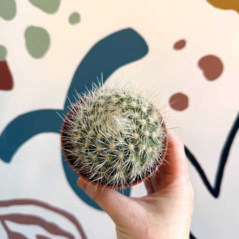 Parodia penicillata – Powder Puff Ball Cactus - Sprouts of Bristol