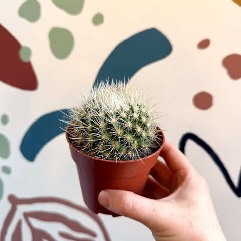 Parodia penicillata – Powder Puff Ball Cactus - Sprouts of Bristol