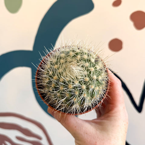 Parodia penicillata – Powder Puff Ball Cactus - Sprouts of Bristol