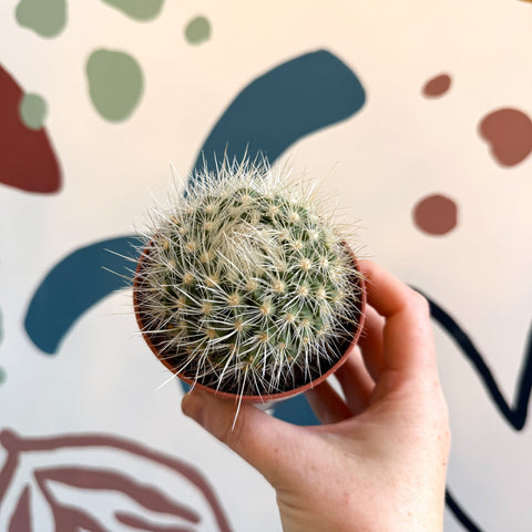 Parodia penicillata – Powder Puff Ball Cactus - Sprouts of Bristol