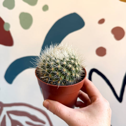 Parodia penicillata – Powder Puff Ball Cactus - Sprouts of Bristol