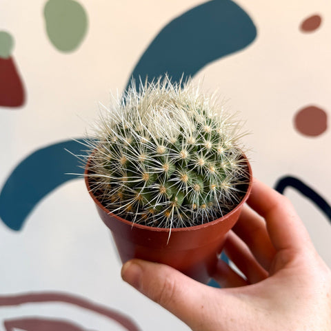 Parodia penicillata – Powder Puff Ball Cactus - Sprouts of Bristol