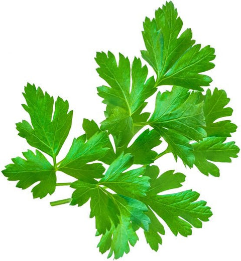 Parsley Herb Garden Seedball Tubes - Sprouts of Bristol