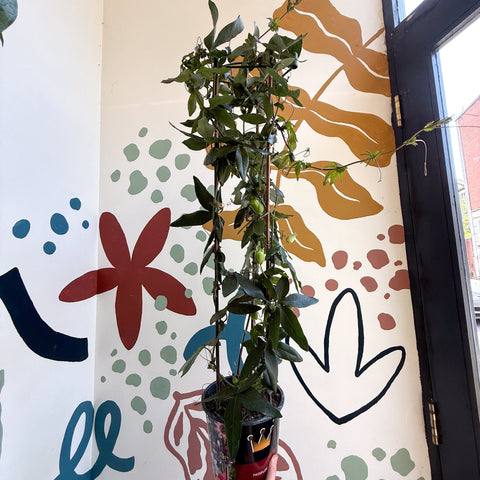 Passiflora caerulea - Passionflower (Mixed Colours) - Sprouts of Bristol