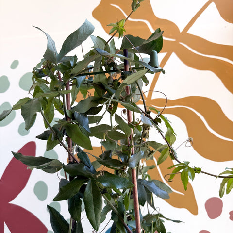 Passiflora caerulea - Passionflower (Mixed Colours) - Sprouts of Bristol