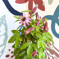 Passiflora × violacea ‘Victoria’ - Pink Passionflower - Sprouts of Bristol