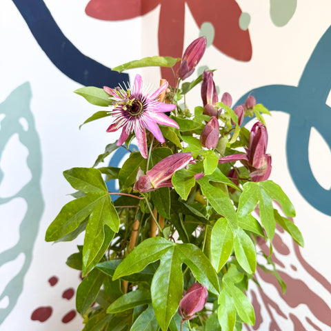 Passiflora × violacea ‘Victoria’ - Pink Passionflower - Sprouts of Bristol