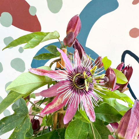 Passiflora × violacea ‘Victoria’ - Pink Passionflower - Sprouts of Bristol