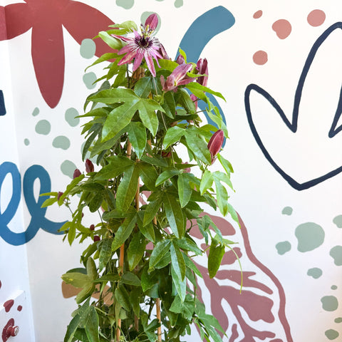 Passiflora × violacea ‘Victoria’ - Pink Passionflower - Sprouts of Bristol