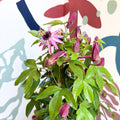 Passiflora × violacea ‘Victoria’ - Pink Passionflower - Sprouts of Bristol
