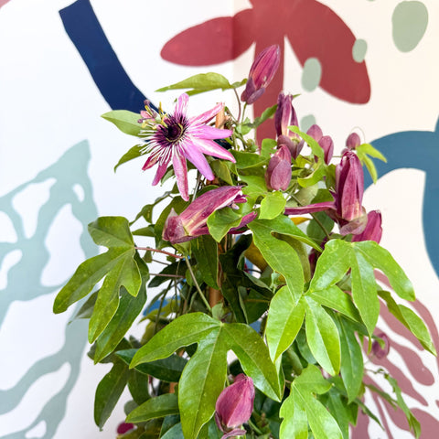 Passiflora × violacea ‘Victoria’ - Pink Passionflower - Sprouts of Bristol
