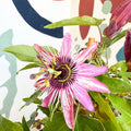 Passiflora × violacea ‘Victoria’ - Pink Passionflower - Sprouts of Bristol