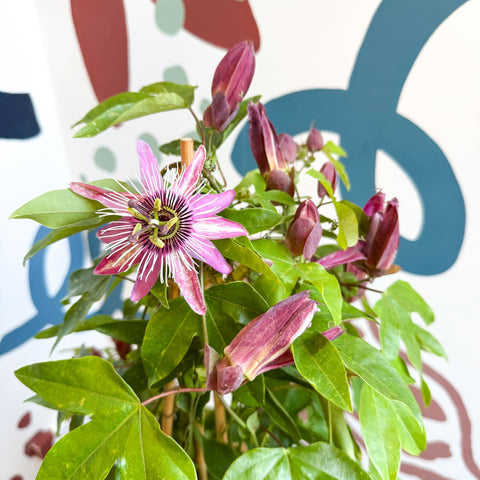 Passiflora × violacea ‘Victoria’ - Pink Passionflower - Sprouts of Bristol