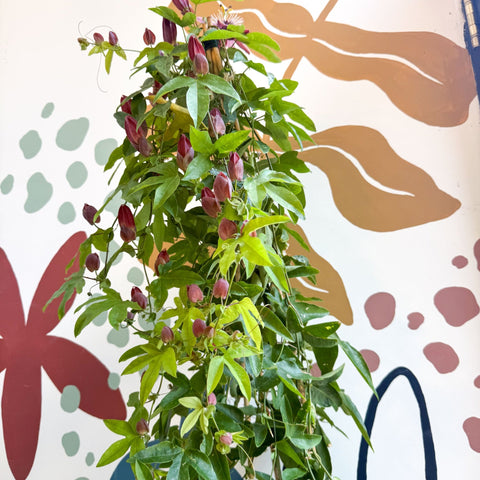 Passiflora × violacea ‘Victoria’ - Pink Passionflower - Sprouts of Bristol