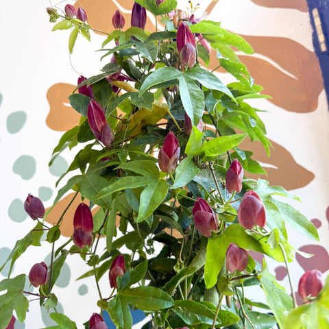 Passiflora × violacea ‘Victoria’ - Pink Passionflower - Sprouts of Bristol