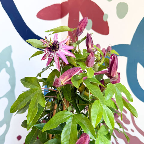 Passiflora × violacea ‘Victoria’ - Pink Passionflower - Sprouts of Bristol