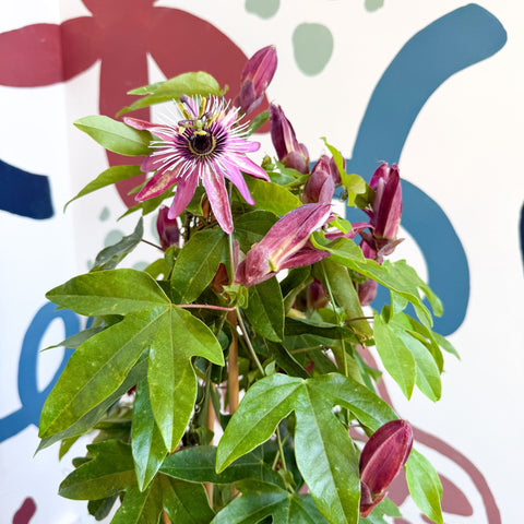 Passiflora × violacea ‘Victoria’ - Pink Passionflower - Sprouts of Bristol