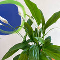 Peace Lily - Spathiphyllum 'Alana' - Sprouts of Bristol