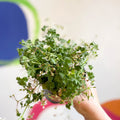 Pelargonium - Apple Geranium - Sprouts of Bristol