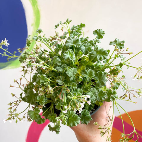 Pelargonium - Apple Geranium - Sprouts of Bristol