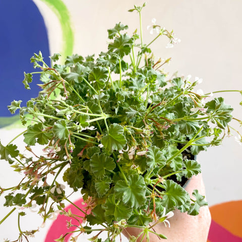 Pelargonium - Apple Geranium - Sprouts of Bristol