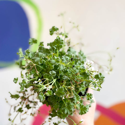 Pelargonium - Apple Geranium - Sprouts of Bristol