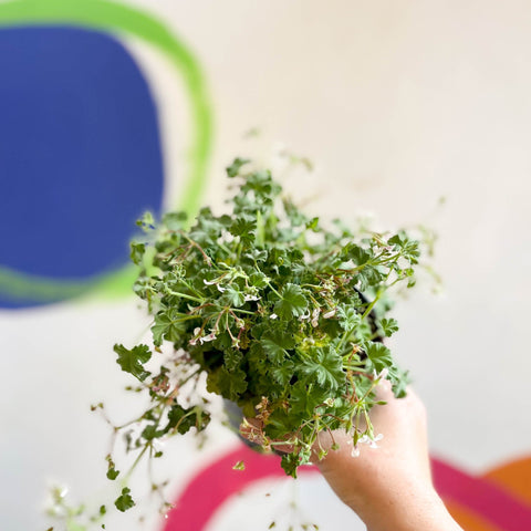 Pelargonium - Apple Geranium - Sprouts of Bristol