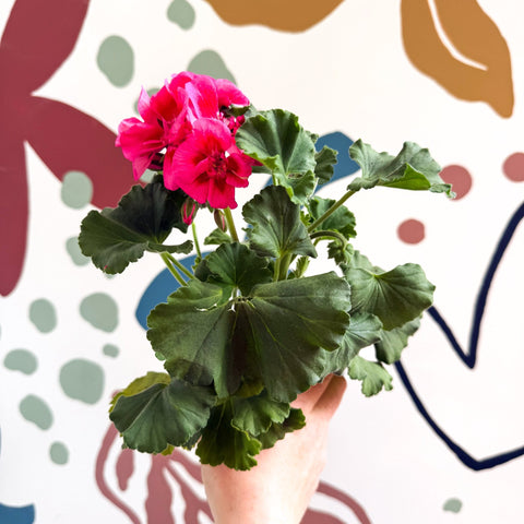 Pelargonium 'Castello Dm Claire Rose Red Eye' - Bedding Geranium - Sprouts of Bristol