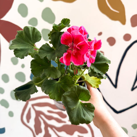 Pelargonium 'Castello Dm Claire Rose Red Eye' - Bedding Geranium - Sprouts of Bristol