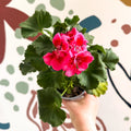 Pelargonium 'Castello Dm Claire Rose Red Eye' - Bedding Geranium - Sprouts of Bristol