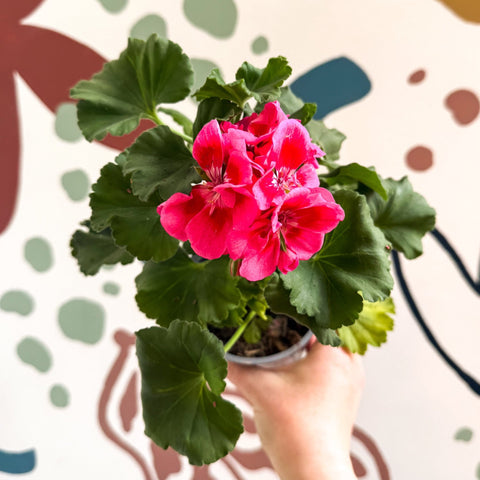 Pelargonium 'Castello Dm Claire Rose Red Eye' - Bedding Geranium - Sprouts of Bristol