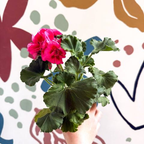 Pelargonium 'Castello Dm Claire Rose Red Eye' - Bedding Geranium - Sprouts of Bristol