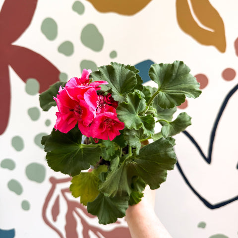 Pelargonium 'Castello Dm Claire Rose Red Eye' - Bedding Geranium - Sprouts of Bristol