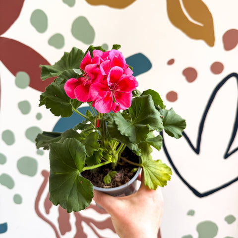 Pelargonium 'Castello Dm Claire Rose Red Eye' - Bedding Geranium - Sprouts of Bristol