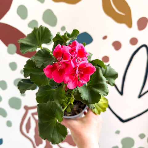 Pelargonium 'Castello Dm Claire Rose Red Eye' - Bedding Geranium - Sprouts of Bristol