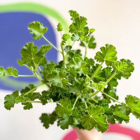 Pelargonium - Cola Geranium - Sprouts of Bristol