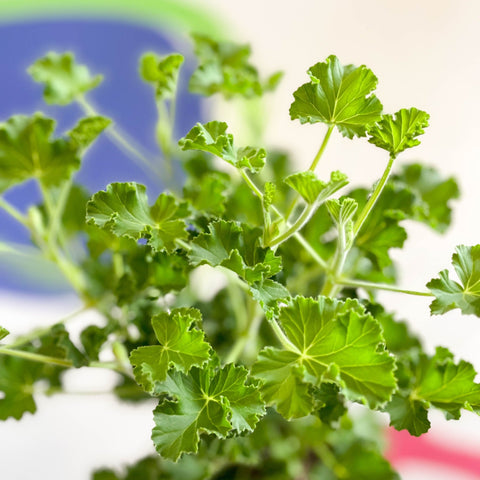 Pelargonium - Cola Geranium - Sprouts of Bristol