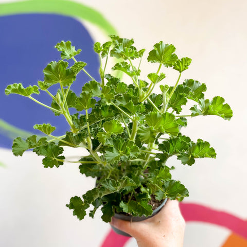 Pelargonium - Cola Geranium - Sprouts of Bristol