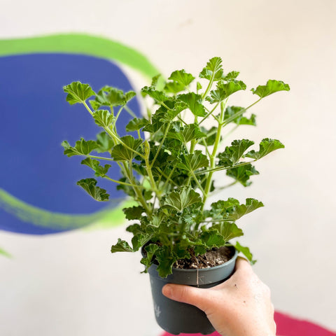 Pelargonium - Cola Geranium - Sprouts of Bristol