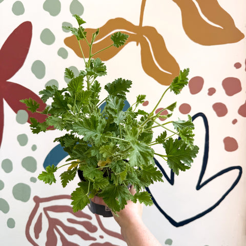 Pelargonium crispum – Lemon - Scented Geranium - Sprouts of Bristol