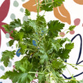 Pelargonium crispum – Lemon - Scented Geranium - Sprouts of Bristol