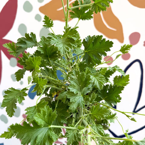 Pelargonium crispum – Lemon - Scented Geranium - Sprouts of Bristol