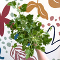 Pelargonium crispum – Lemon - Scented Geranium - Sprouts of Bristol