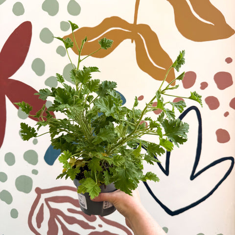 Pelargonium crispum – Lemon - Scented Geranium - Sprouts of Bristol