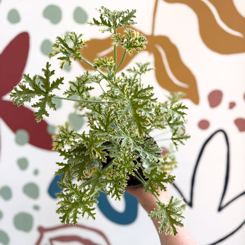 Pelargonium crispum ‘Variegatum’ – Mint Scented Geranium - Sprouts of Bristol