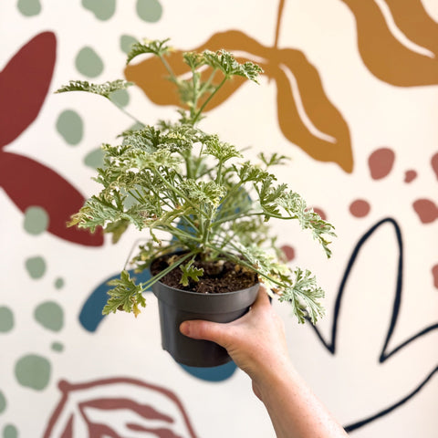Pelargonium crispum ‘Variegatum’ – Mint Scented Geranium - Sprouts of Bristol