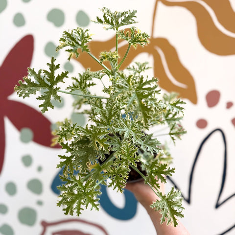 Pelargonium crispum ‘Variegatum’ – Mint Scented Geranium - Sprouts of Bristol